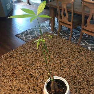 Money Tree plant in Minneapolis, Minnesota