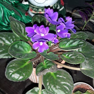 Kenyan Violet plant in Glencoe, Minnesota
