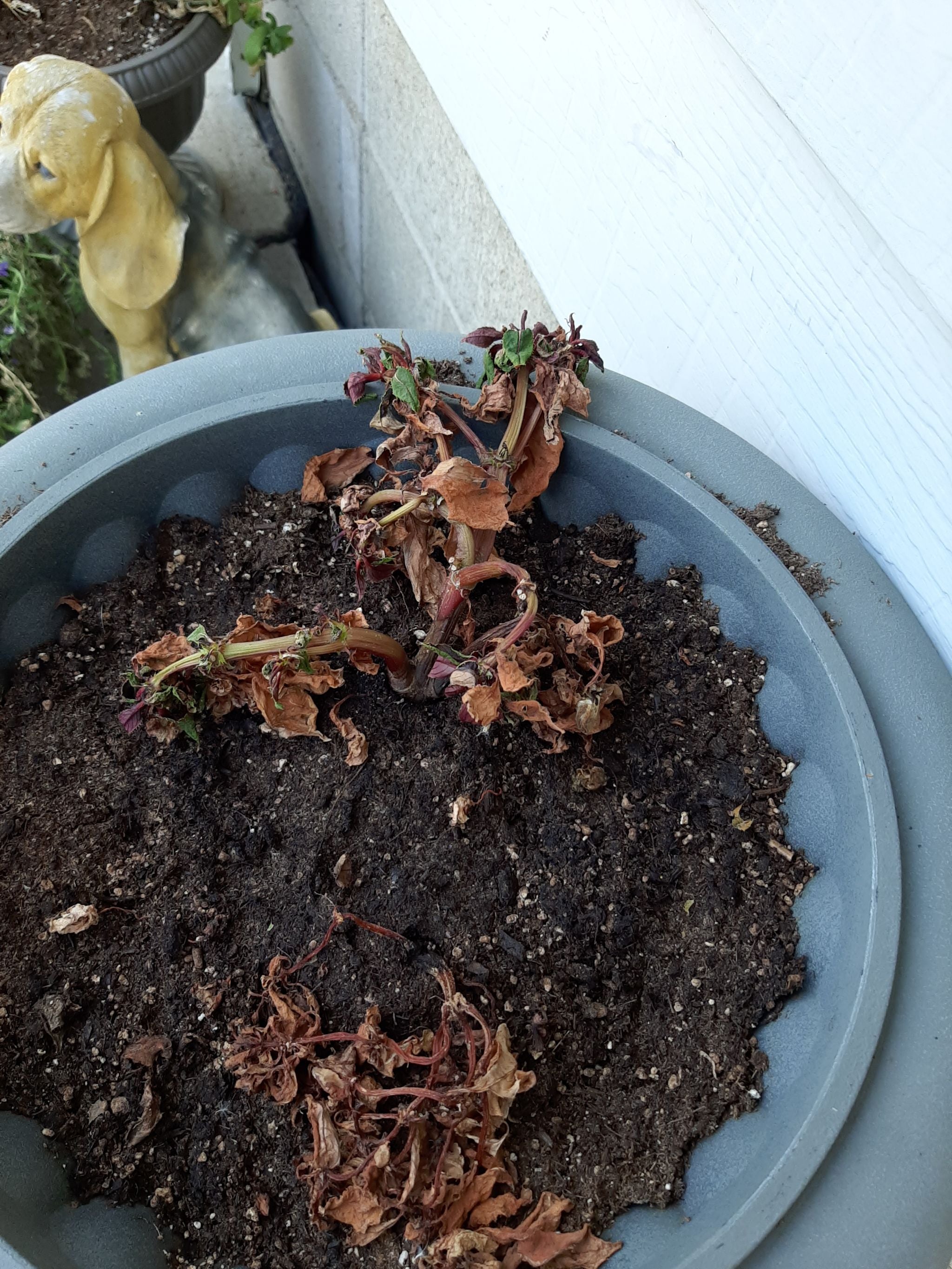 Why Are My New Guinea Impatiens Leaves Droopy?