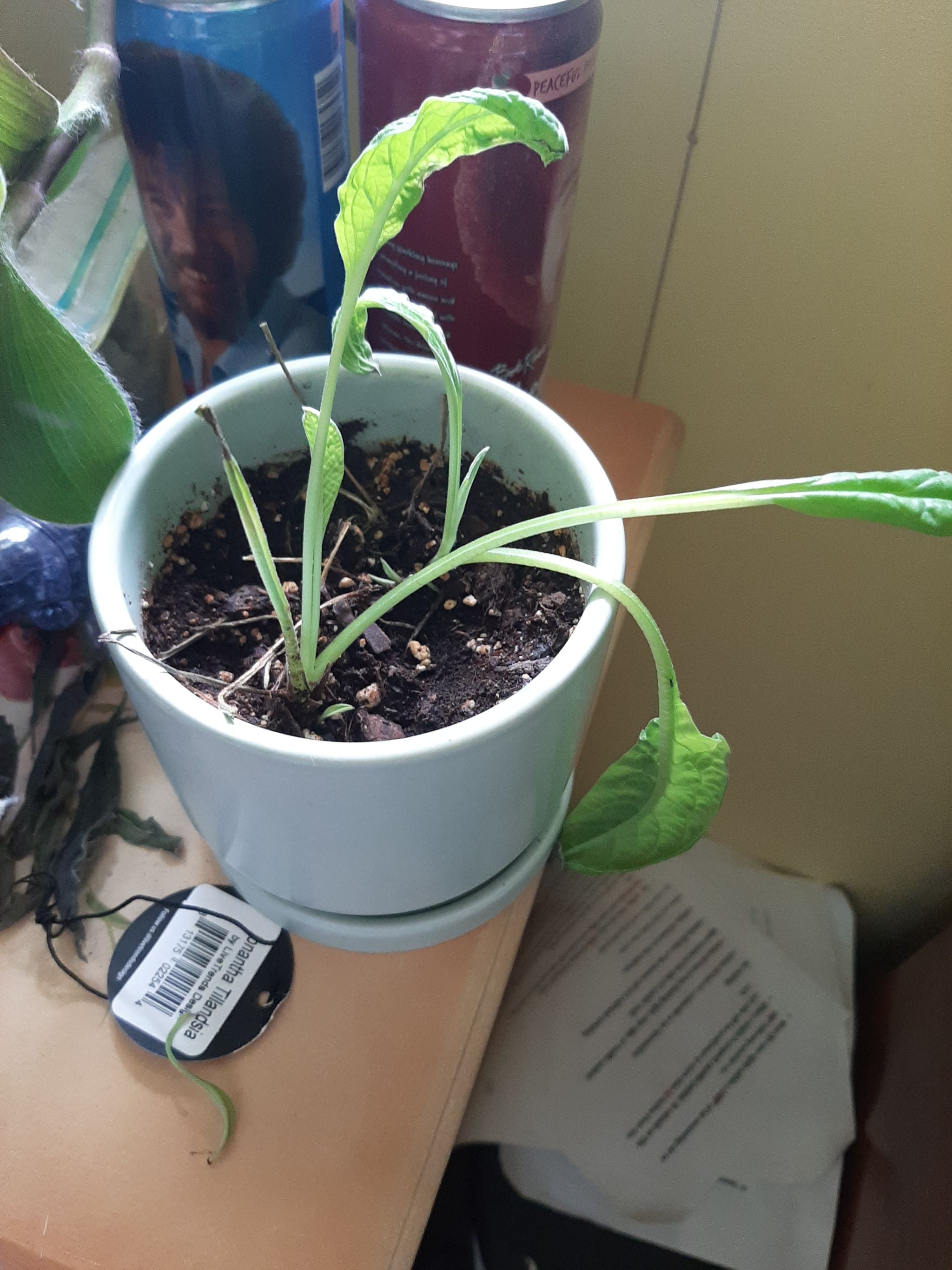 The Complete Mountain Hound's Tongue Plant Care Guide Water, Light