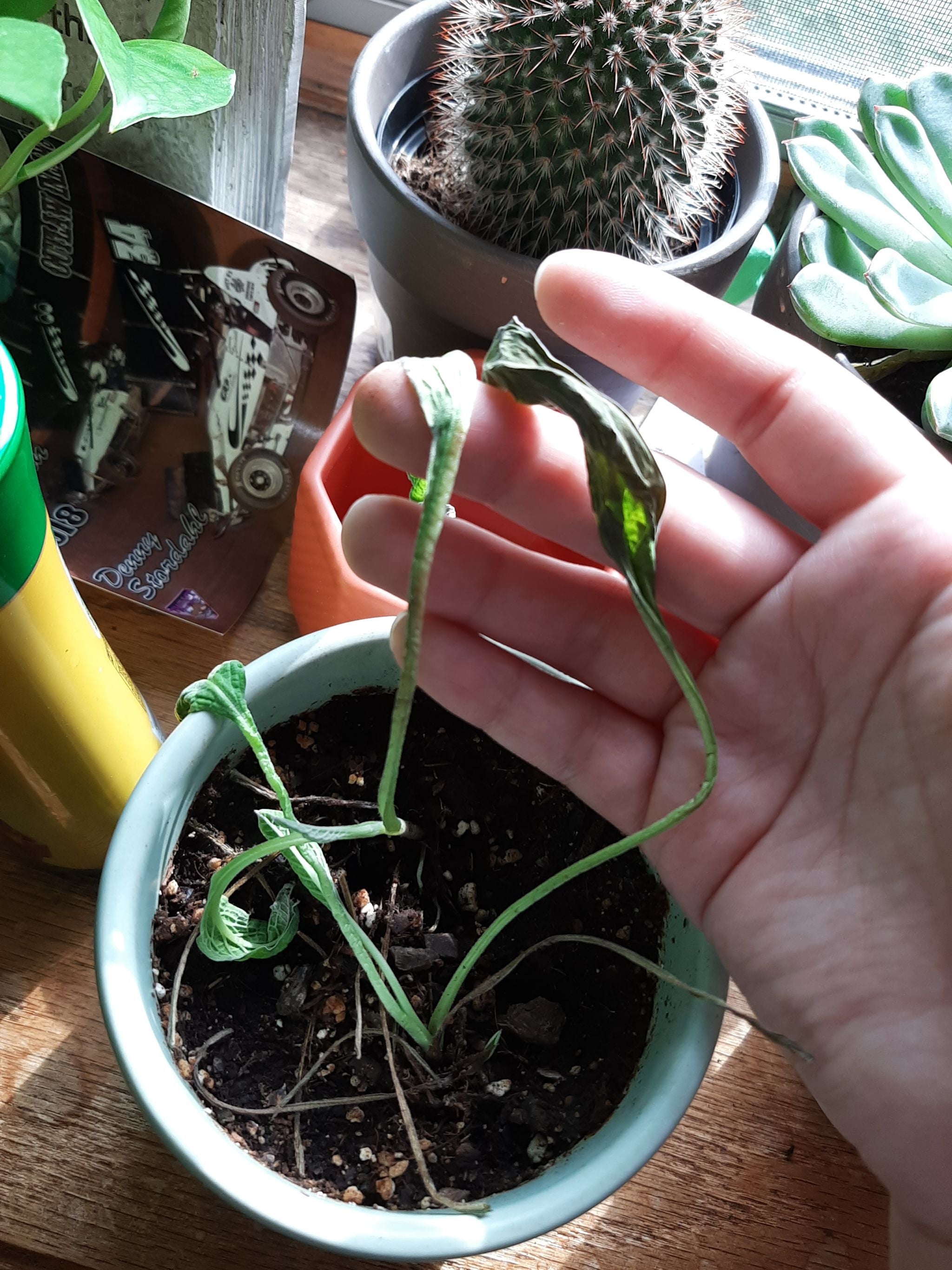 The Complete Mountain Hound's Tongue Plant Care Guide Water, Light