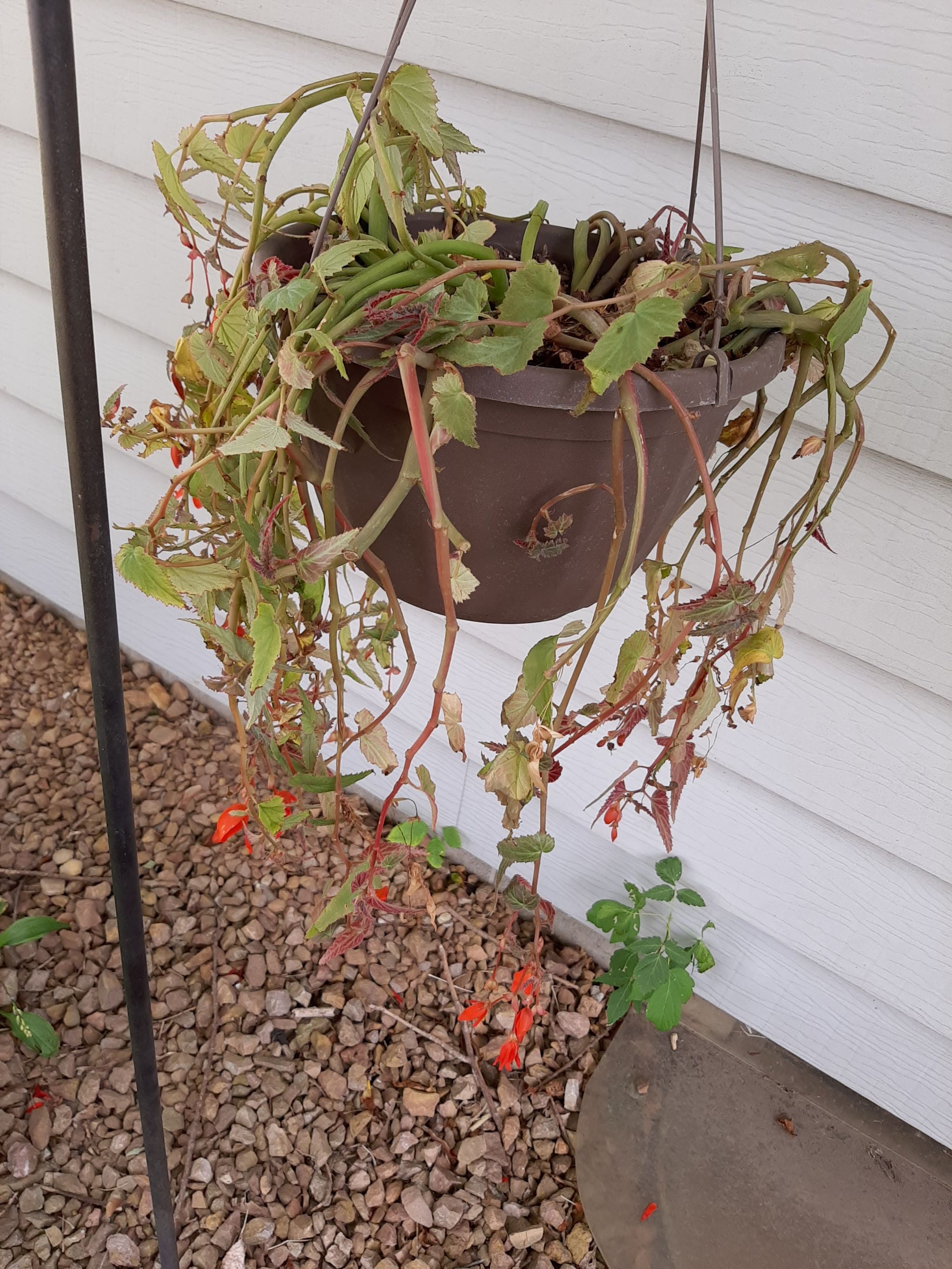 Why Bolivian Begonia Is A Perennial Plant