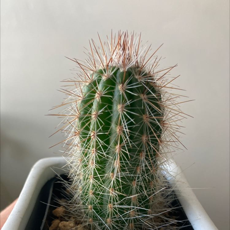Image of an Orange Crown Cactus with prominent spines in a pot.