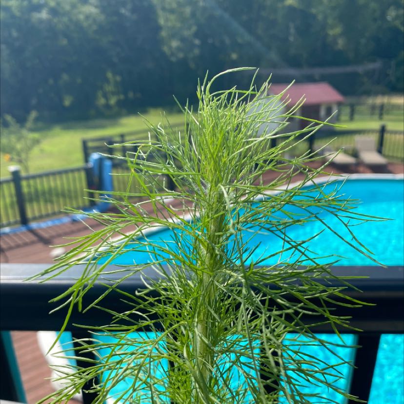 Dog Fennel plant with thin, feathery leaves against a pool and fence background.