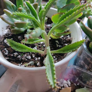 Mother of Thousands plant in Doraville, Georgia