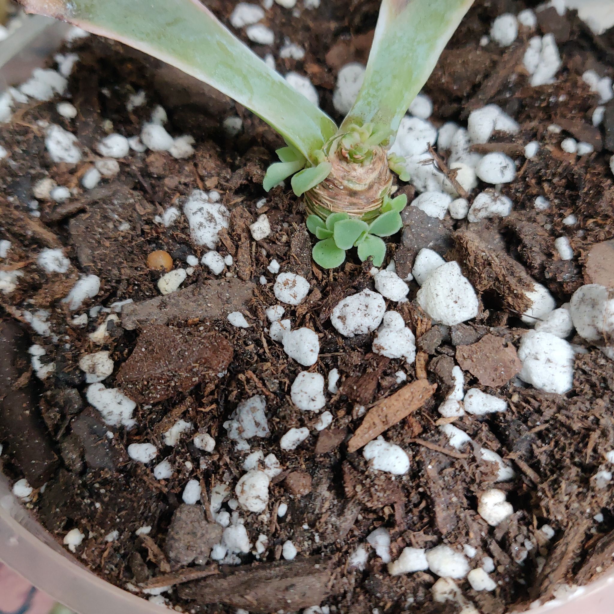 Base of an Echeveria 'Neon Breakers' plant in a pot with visible soil and small emerging leaves.