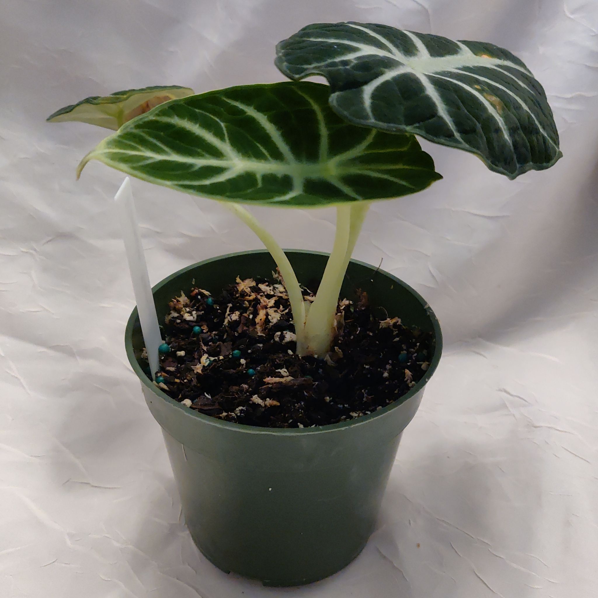 Alocasia Ninja plant in a green pot with visible soil and slight yellowing on one leaf.