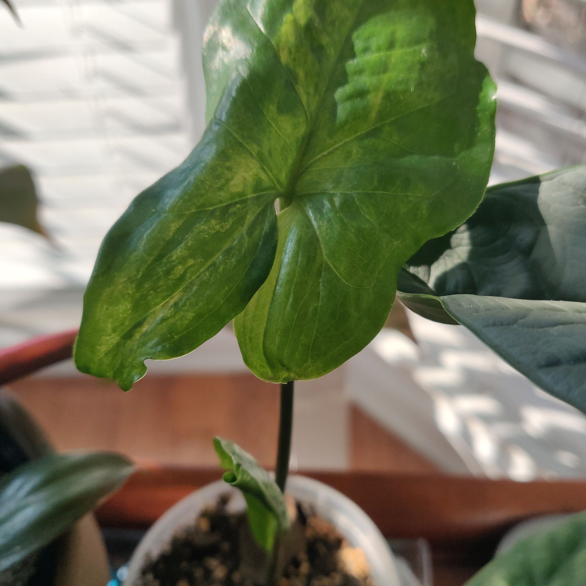 Syngonium aurea plant with healthy green leaves in a small pot with visible soil.