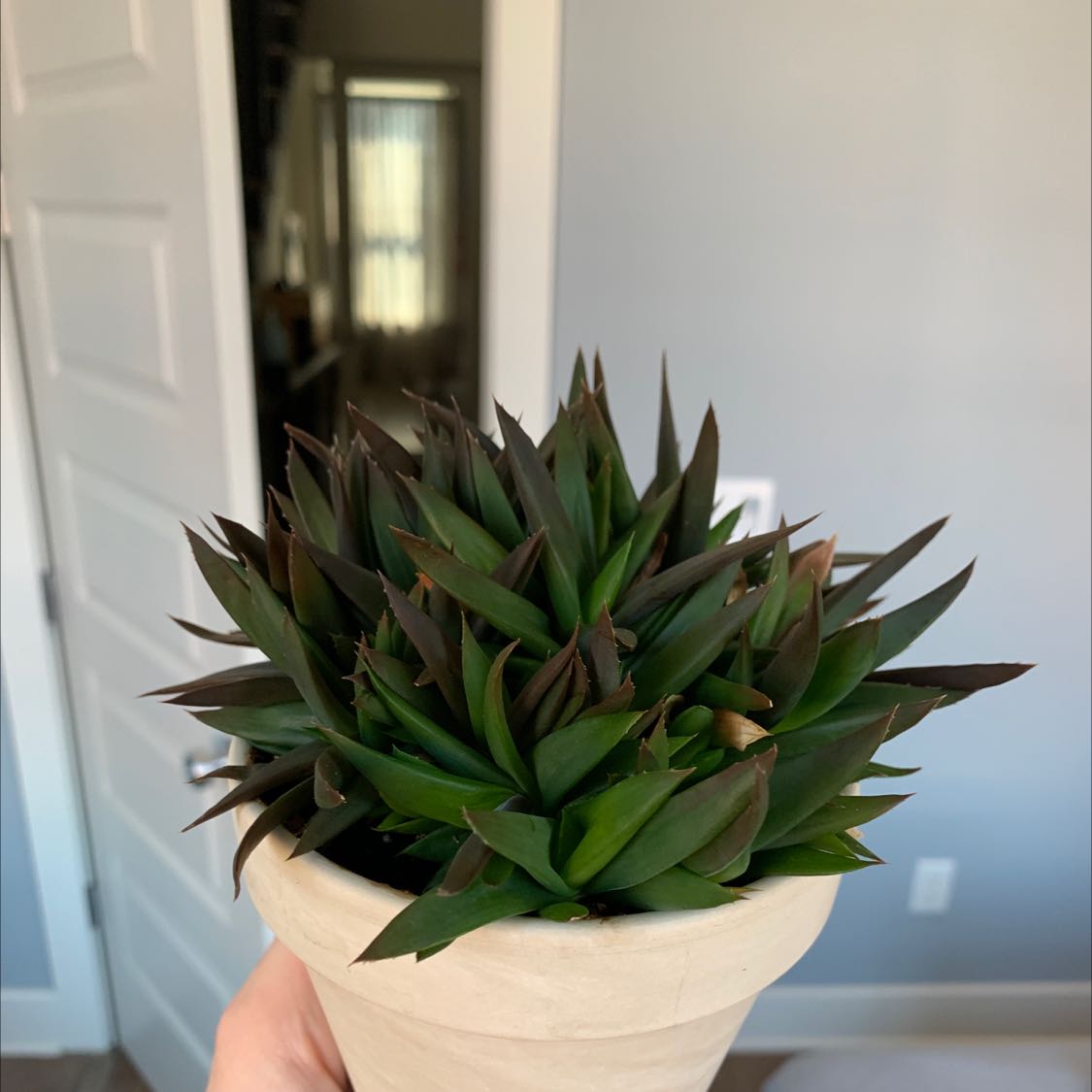 Alworthia 'Black Gem' succulent in a white pot, held by a hand, with some browning leaf tips.