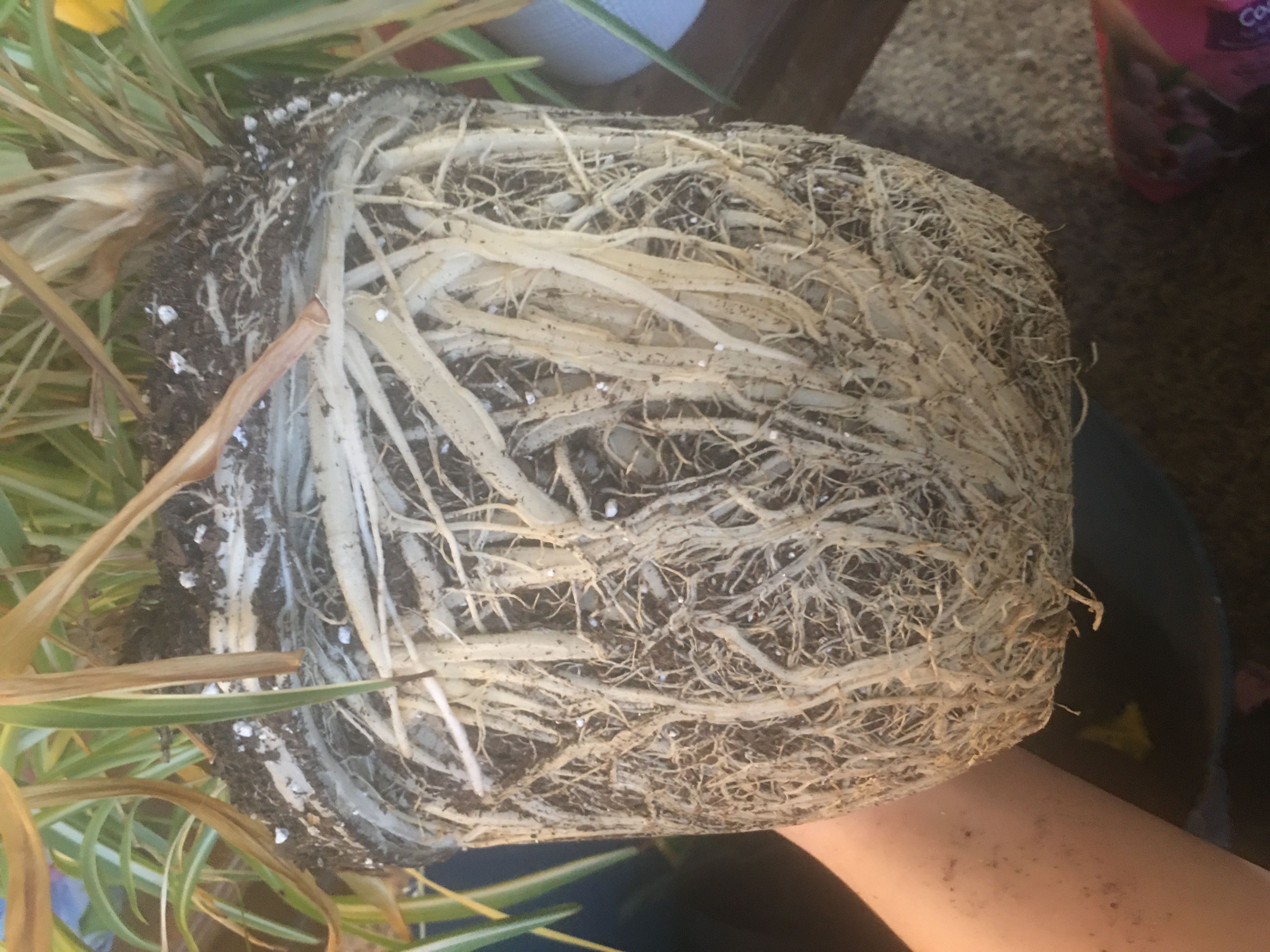 Photo from the post