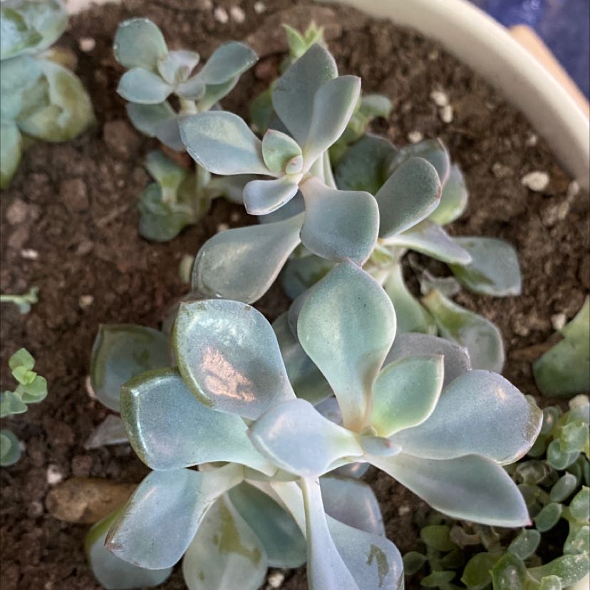 Graptoveria 'Debbie' succulent plant in a pot with visible soil and generally healthy leaves.