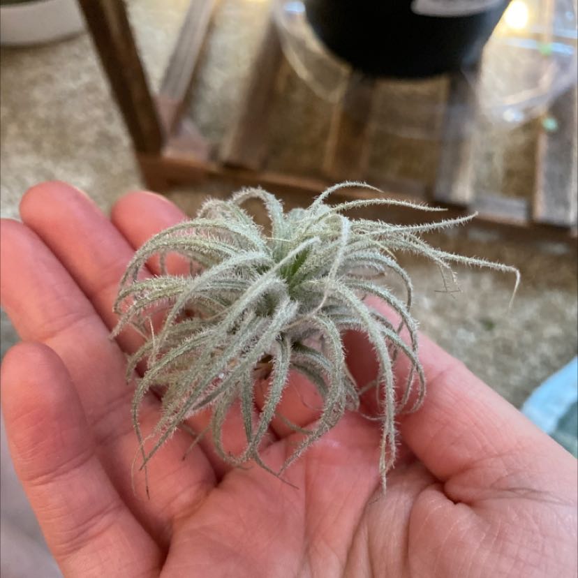 Photo of the plant species Peru Air Plant by @Sprinkles112 named FuzzyWuzzy on Greg, the plant care app