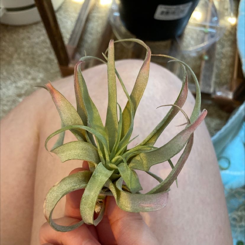Capitata Air Plant held by a hand, showing healthy green leaves with pinkish tips.