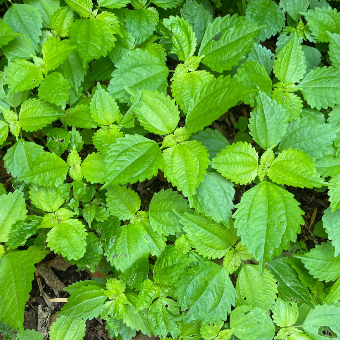 Plant care for Elatostema radicans on Greg, the plant care app