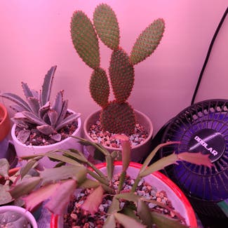 Bunny Ears Cactus plant in Milwaukee, Wisconsin