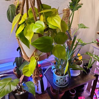Philodendron Lemon Lime plant in Milwaukee, Wisconsin