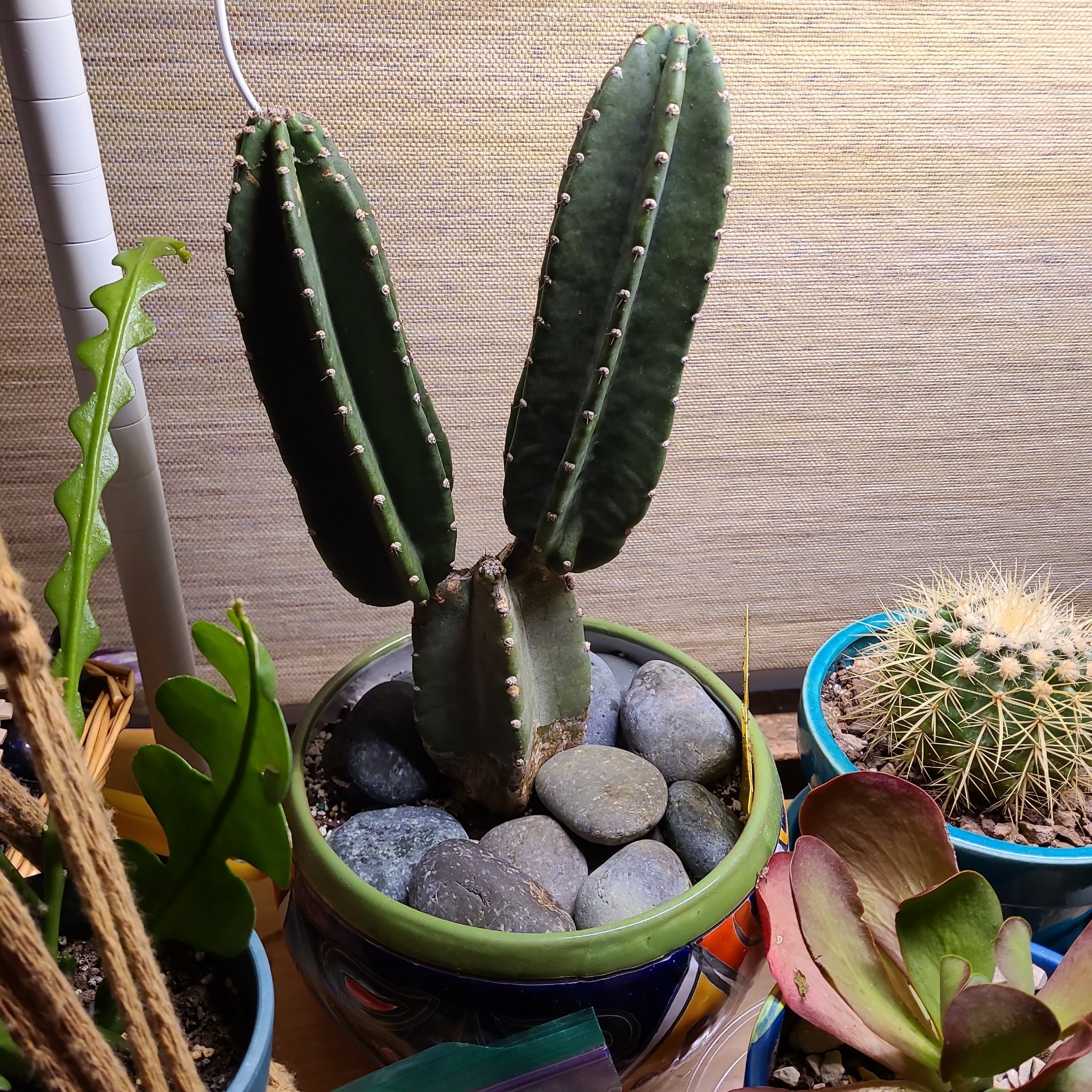 Photo of the plant species Cereus peruvianus 'Paolina' by @guyferguson named Apple on Greg, the plant care app