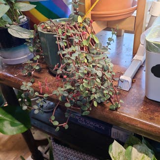 Peperomia Red Log plant in Milwaukee, Wisconsin