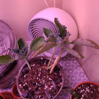 Mother of Thousands plant in Milwaukee, Wisconsin