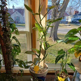 Silver Sword Philodendron plant in Milwaukee, Wisconsin