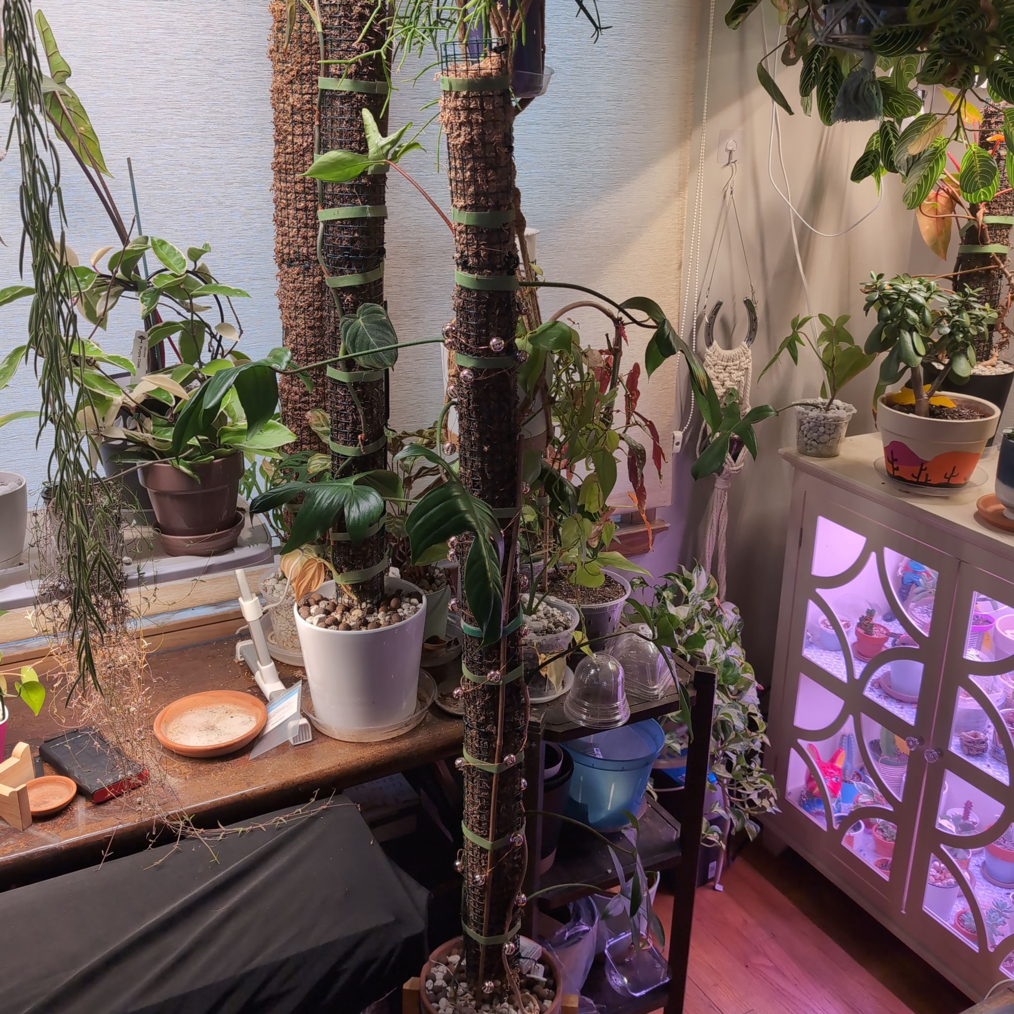 Philodendron 'Florida' plant in an indoor setting with other plants. Soil visible.
