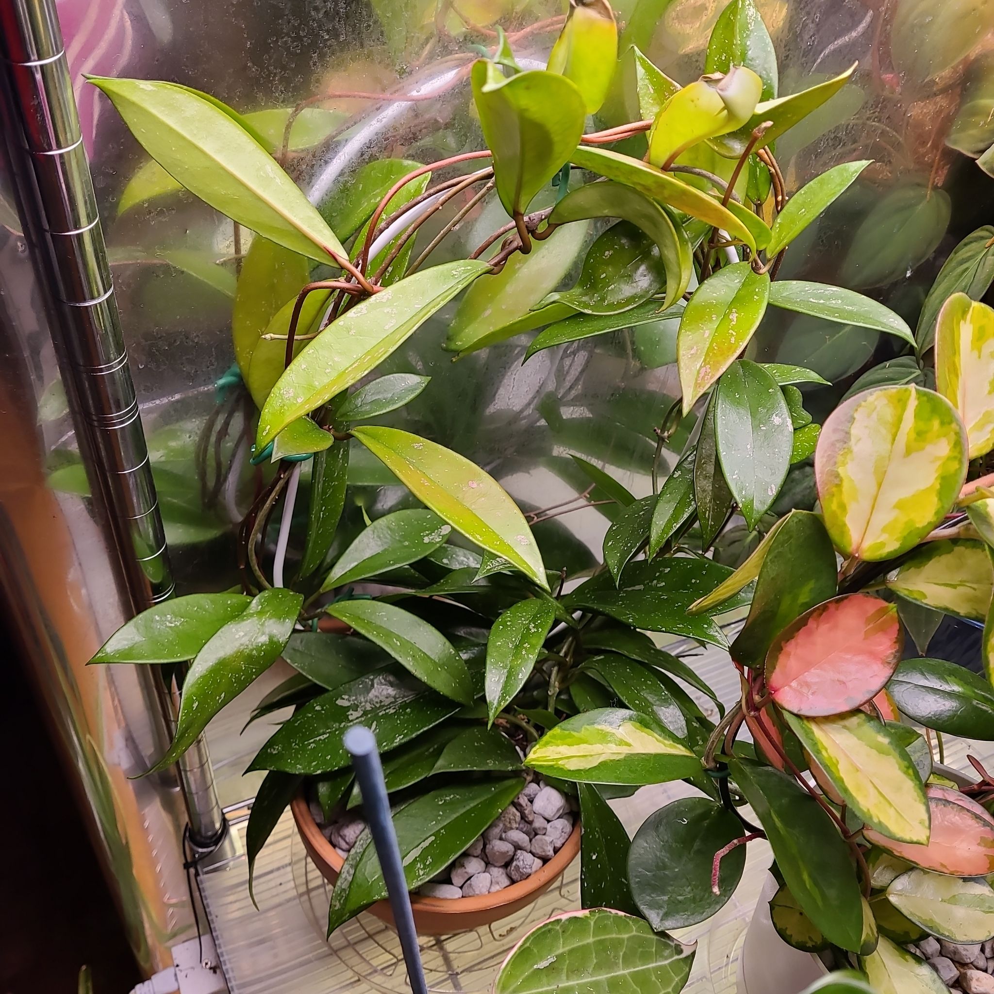 Hoya pubicalyx 'Splash' plant with healthy green leaves and visible soil in a pot.