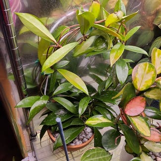 Hoya pubicalyx 'Splash' plant in Milwaukee, Wisconsin