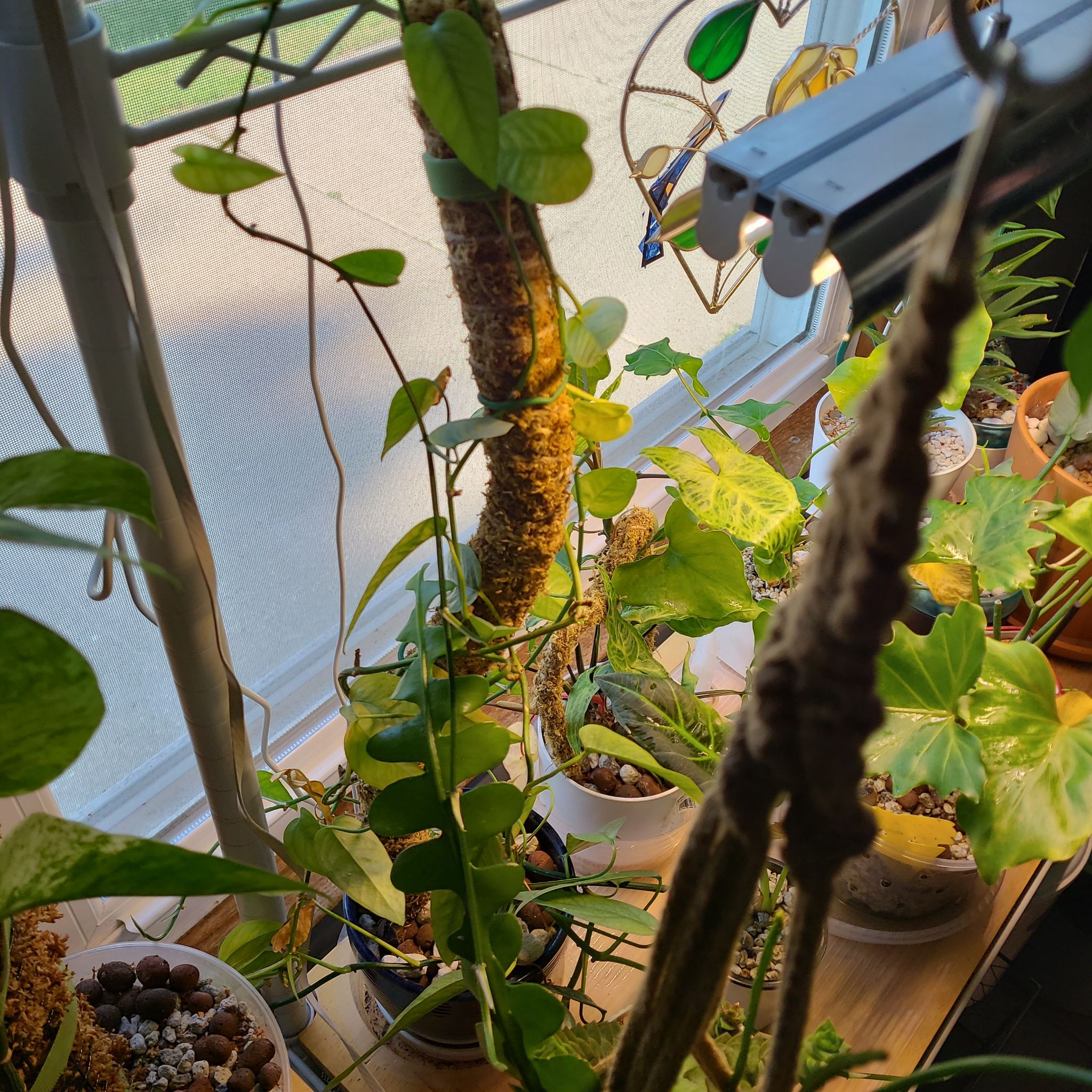 Photo of the plant species Cebu Blue Pothos by @guyferguson named Blu on Greg, the plant care app