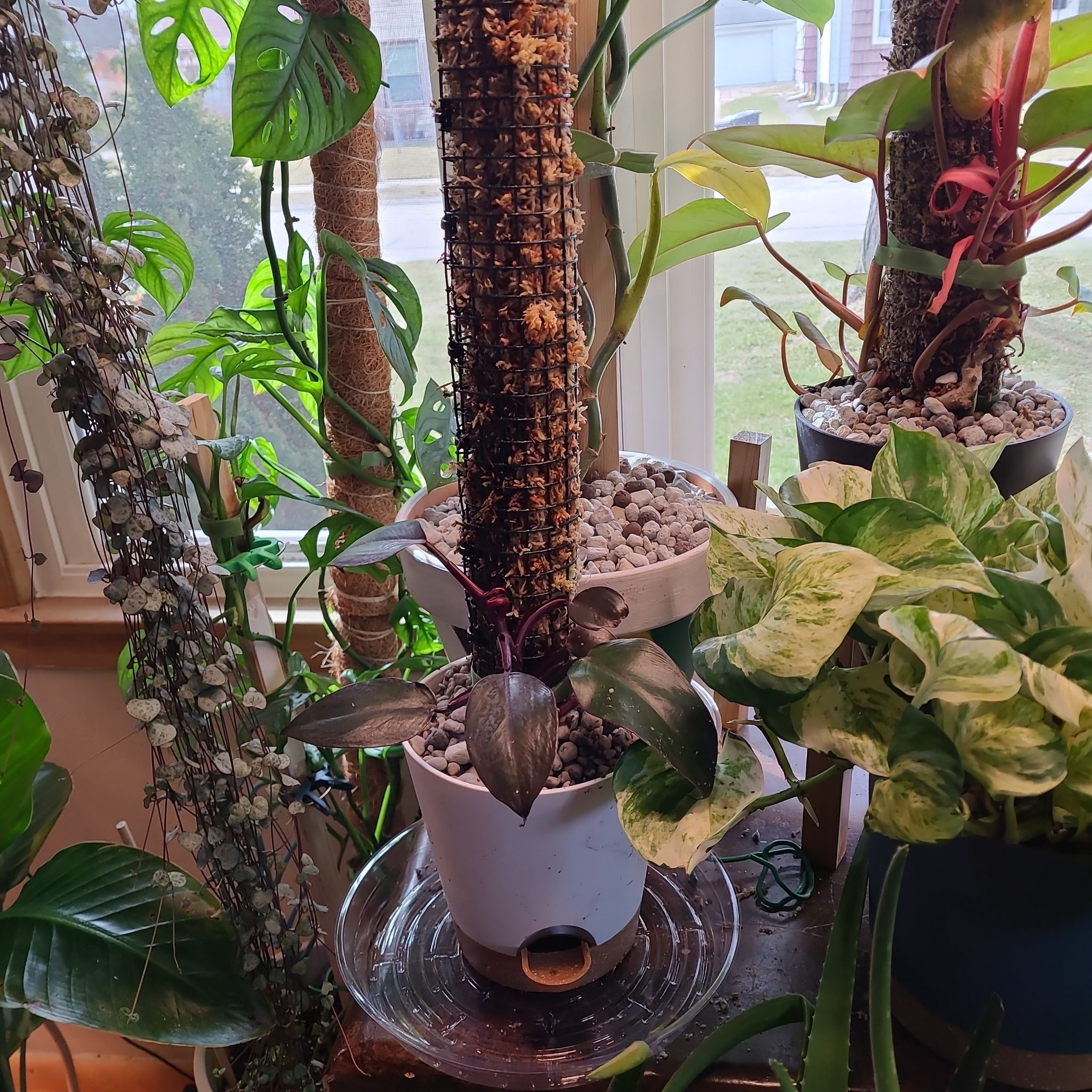 Philodendron Dark Lord plant in a white pot with visible soil and pebbles, surrounded by other plants.
