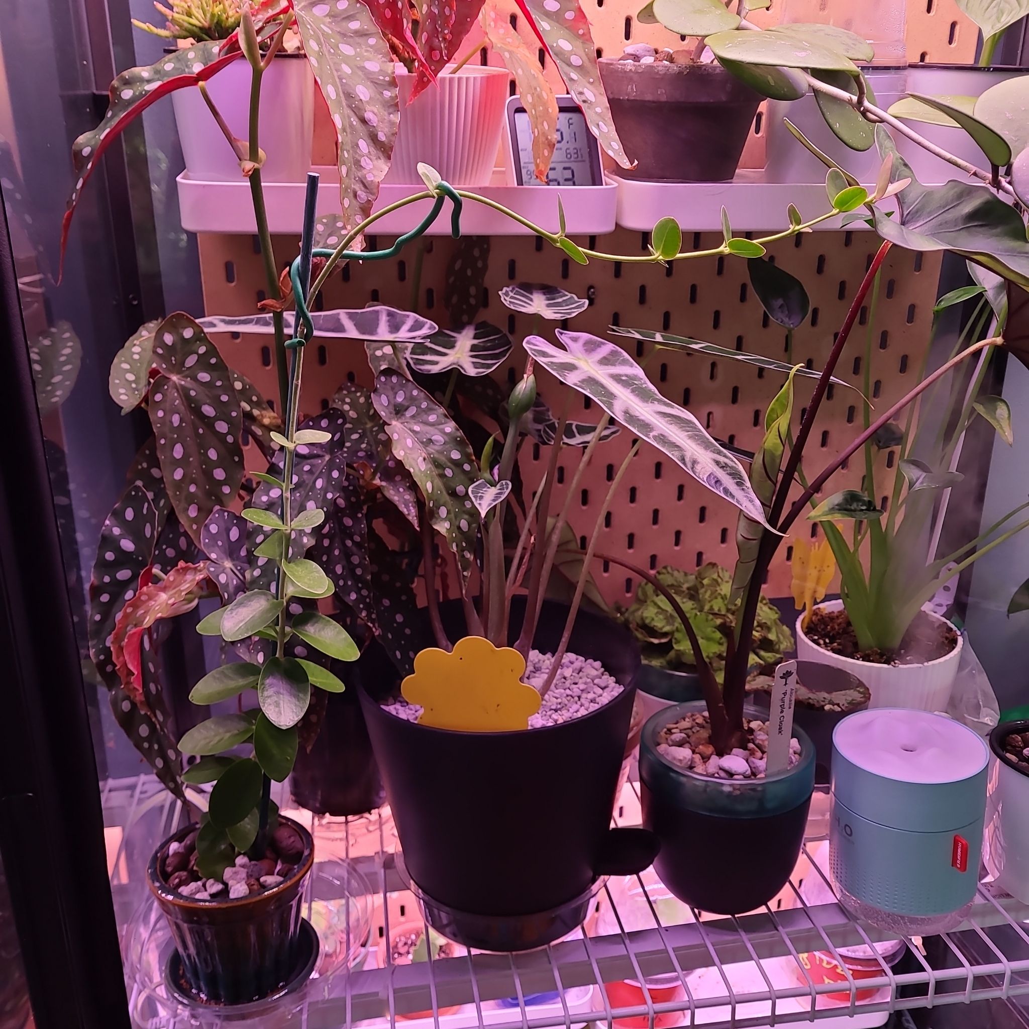 Multiple potted plants on a shelf, including the Bush Hoya, in a controlled environment.