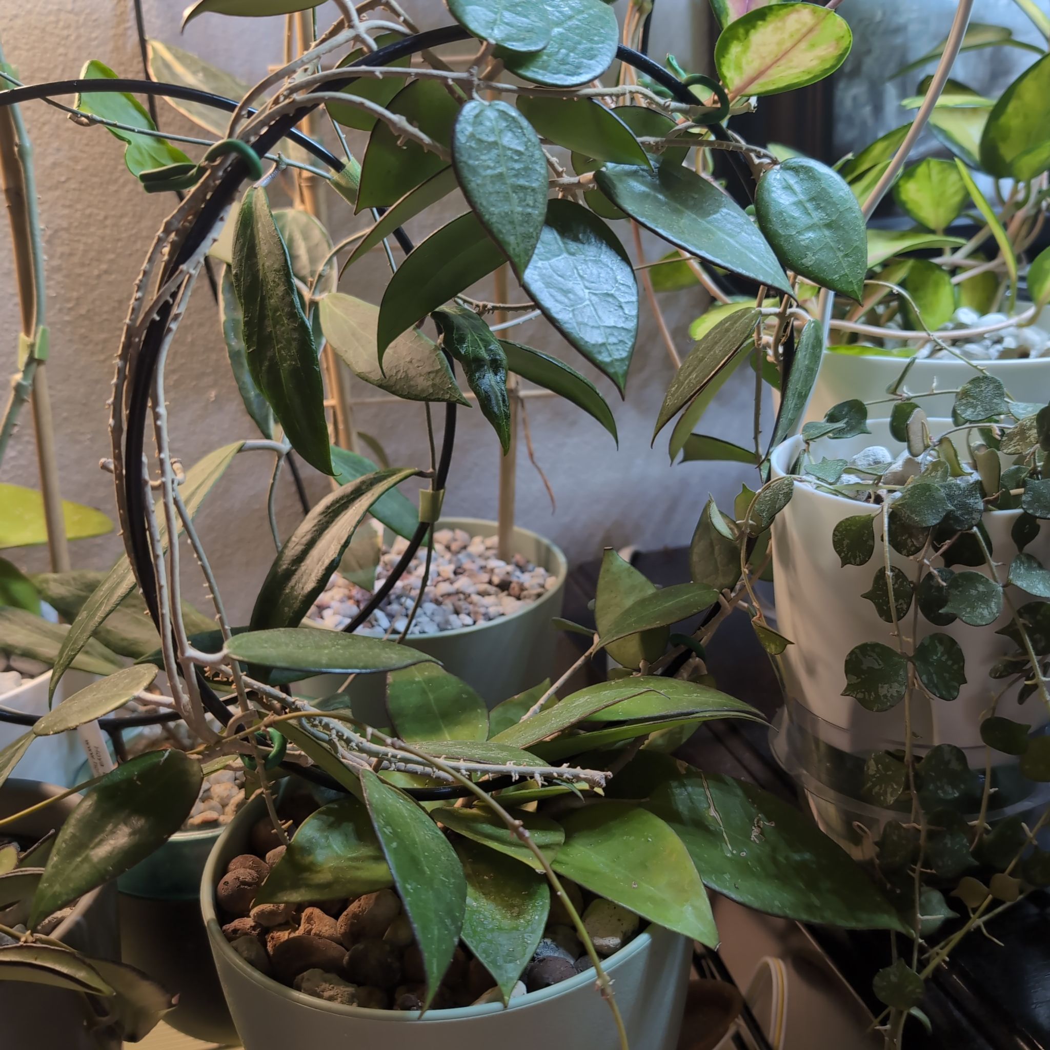 Hoya parasitica 'Black Margin' plant with healthy green leaves in a pot.