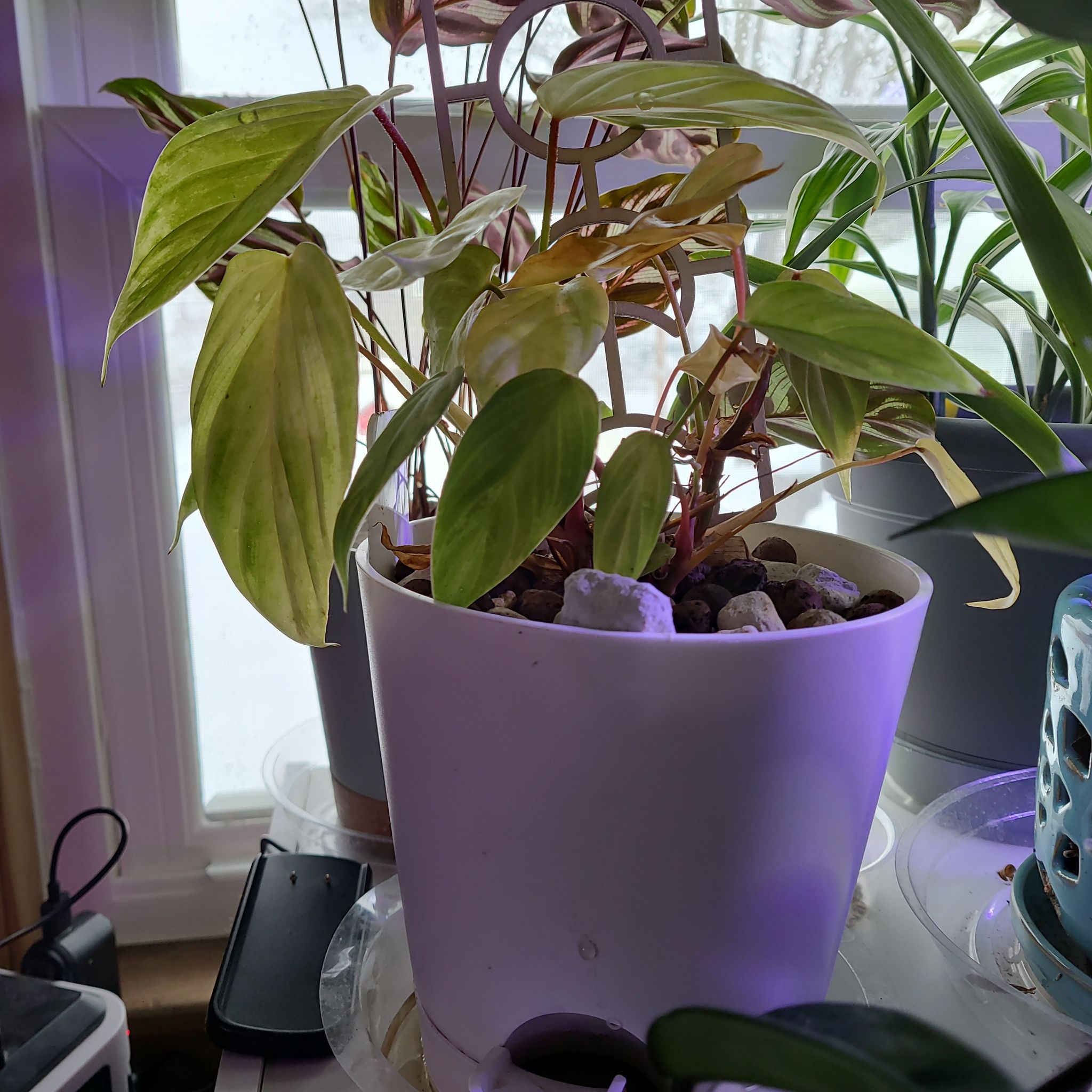 Philodendron nangaritense plant in a white pot near a window, with some yellowing and browning leaves.