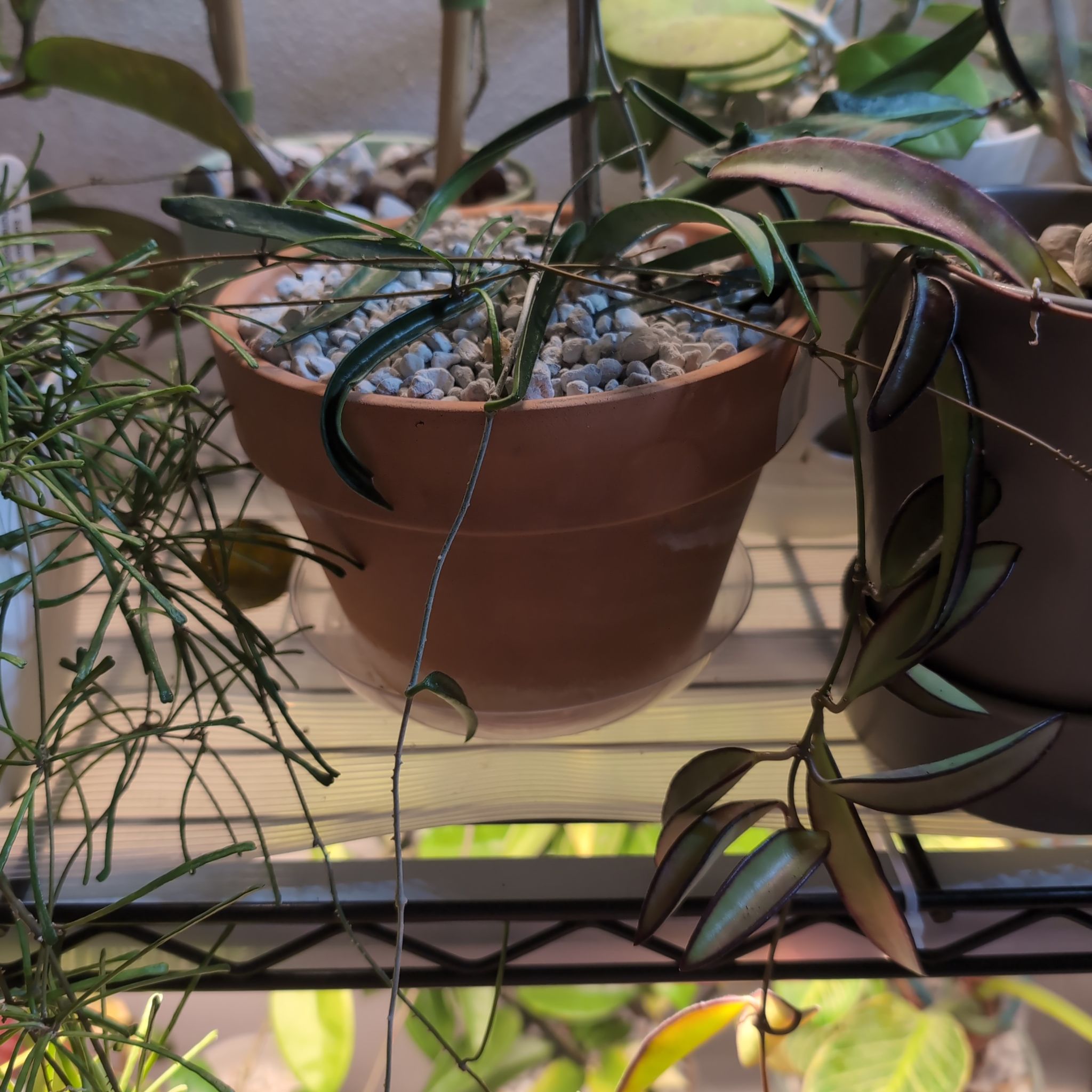 Potted Hoya shepherdii plant with healthy leaves and pebble-covered soil.