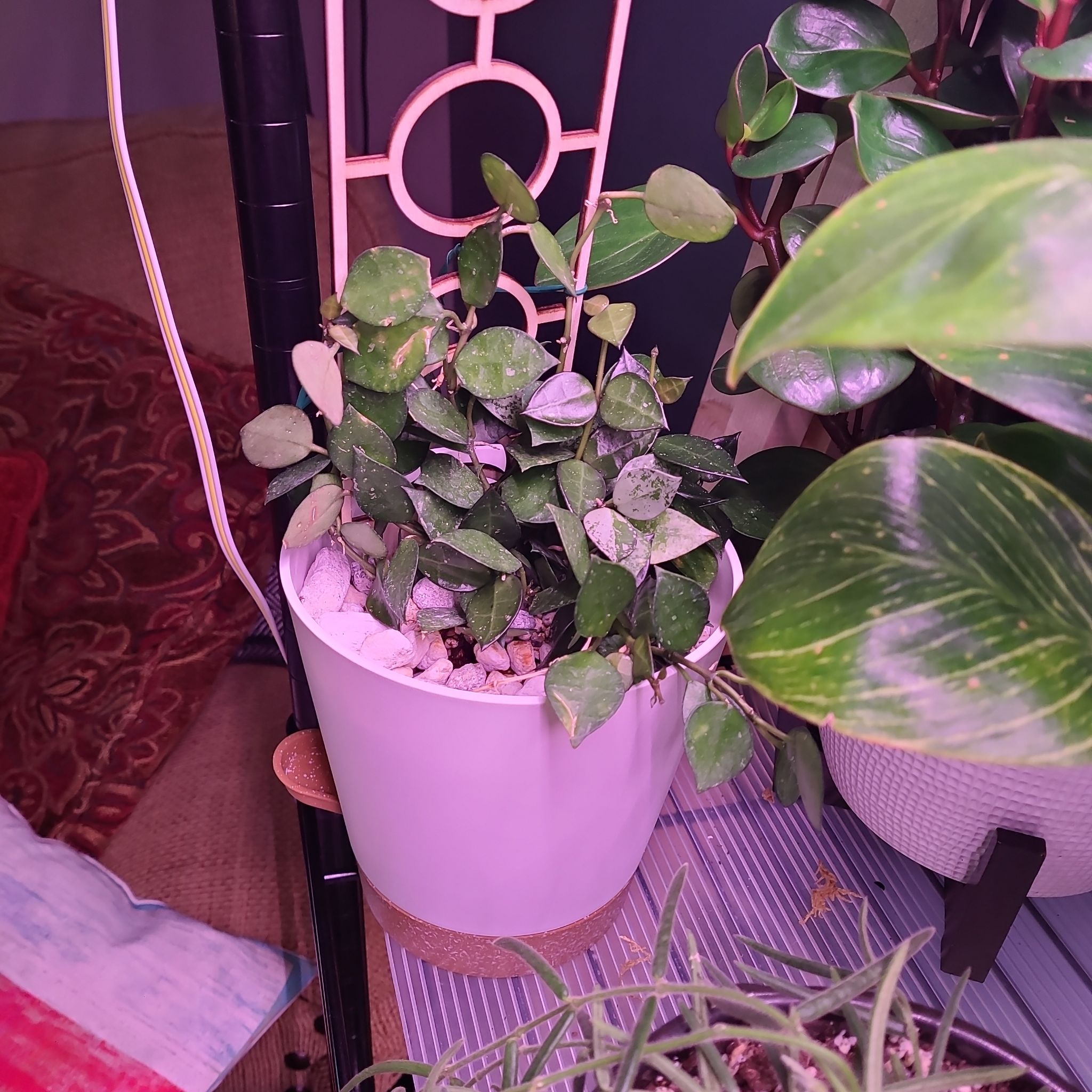 Potted Hoya krohniana plant with small, heart-shaped leaves. Other plants visible nearby.