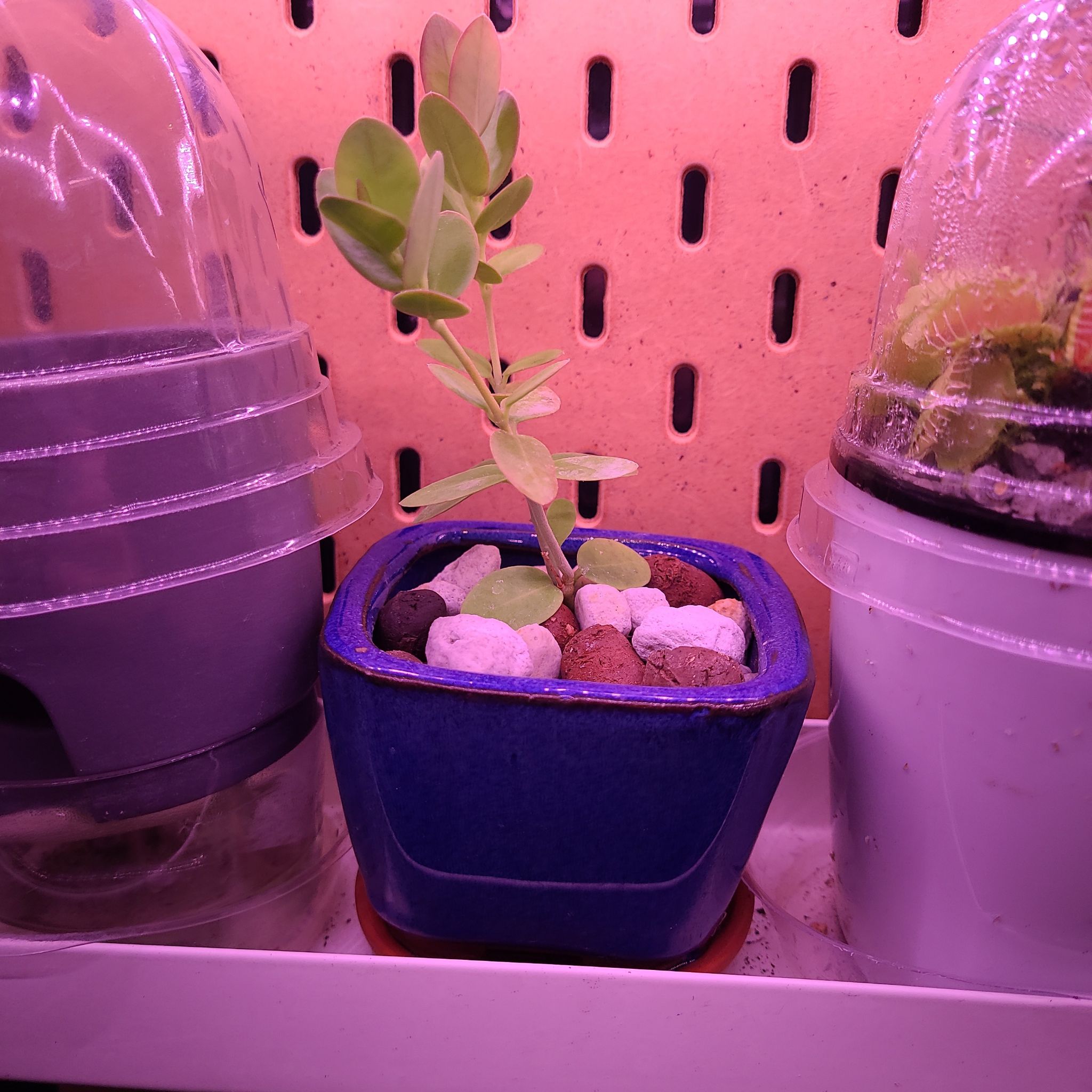 Bush Hoya plant in a blue pot under pink grow light, surrounded by other plants.