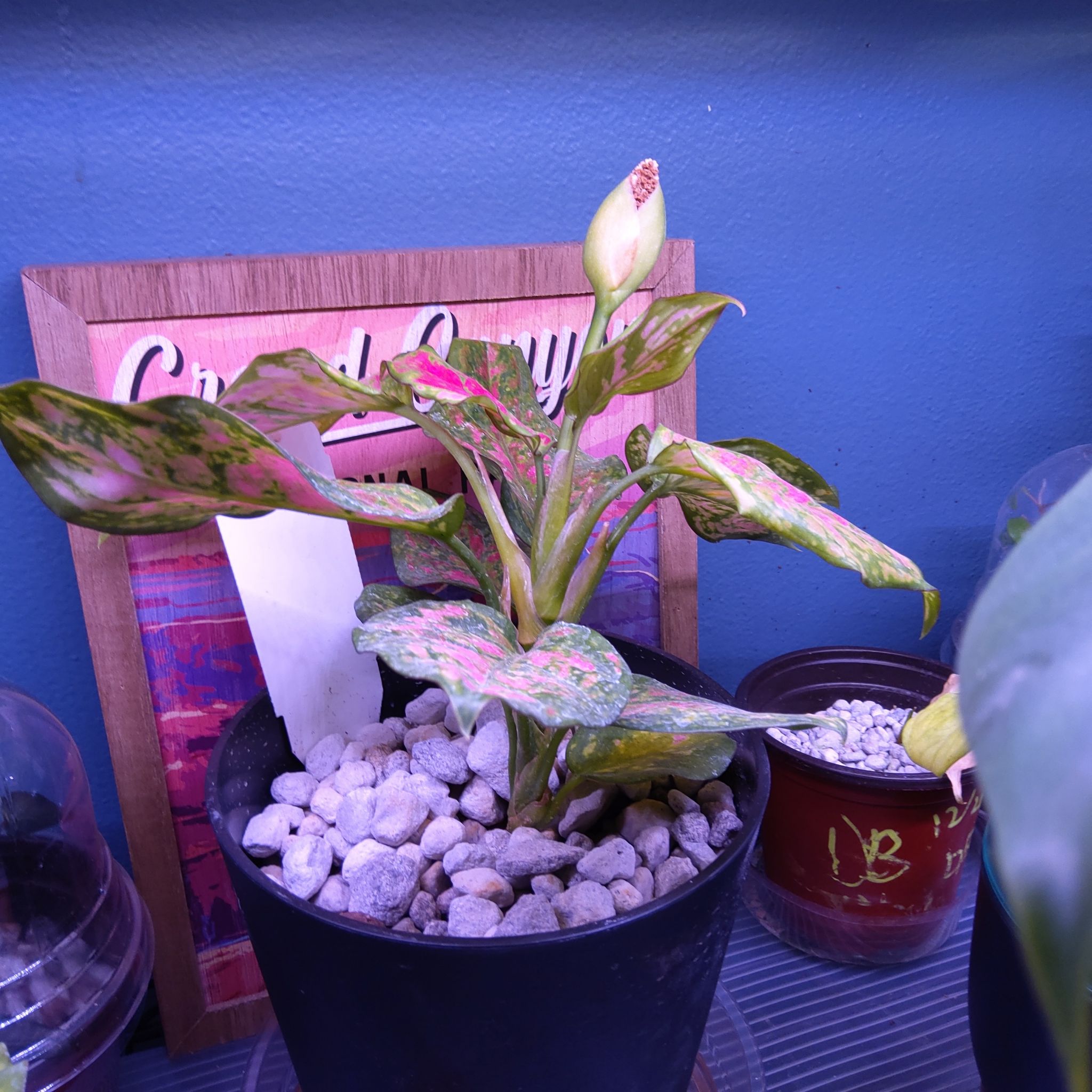 Photo of the plant species Aglaonema 'Pink Katrina' by @guyferguson named Tupot amaroot on Greg, the plant care app