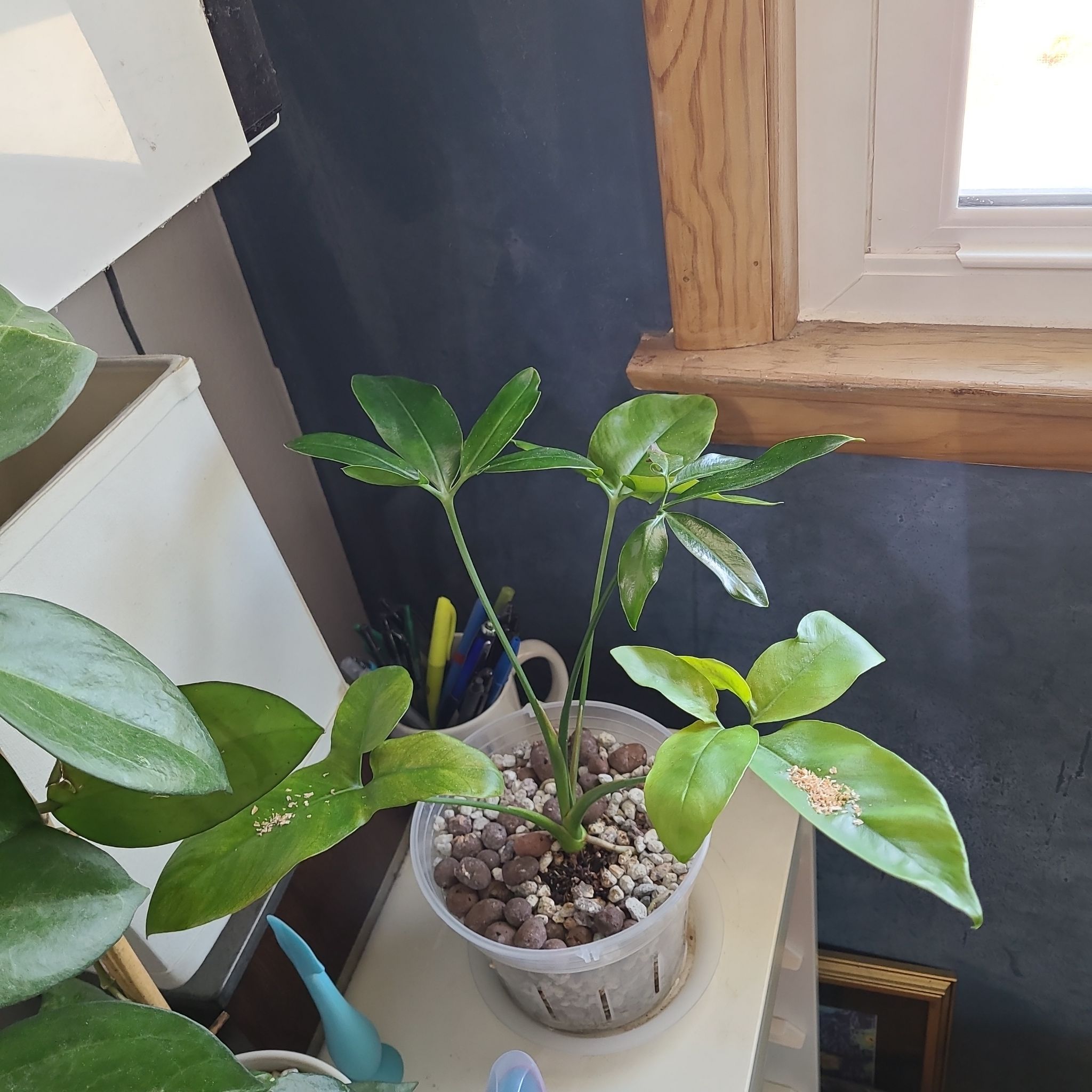 Potted Thaumatophyllum spruceanum plant indoors near a window, healthy green leaves.