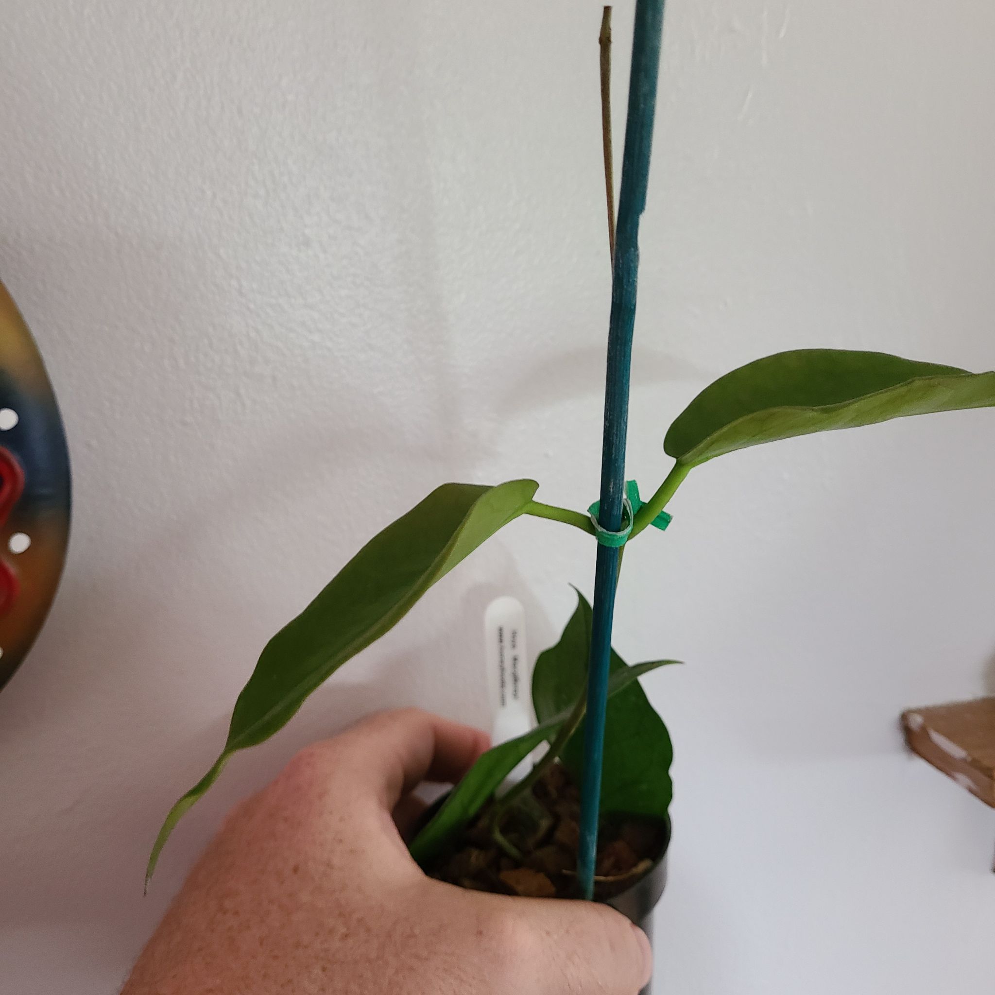 Photo of the plant species Hoya macgillivrayi by @guyferguson named Coco on Greg, the plant care app