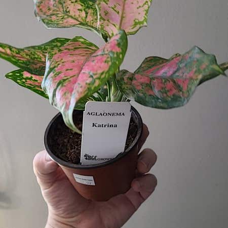 Photo of the plant species Aglaonema 'Pink Katrina' by @guyferguson named Tupot amaroot on Greg, the plant care app