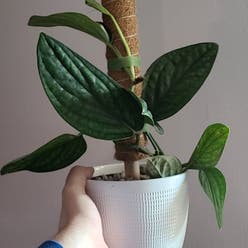 Monstera Peru plant