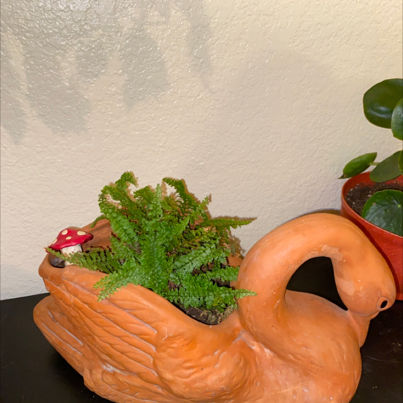 Boston Fern plant photo by @bay named Florence on Greg, the plant care app.