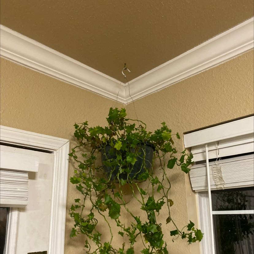 Hanging Cape Ivy plant with green leaves in a corner of a room.