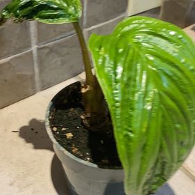 Photo of the plant species Black Bat Flower by @bay named Eva on Greg, the plant care app