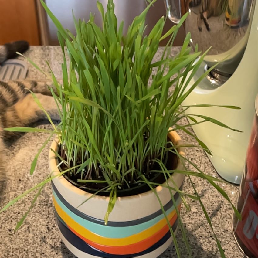 Potted Orchard Grass with long, narrow green leaves in a colorful pot.