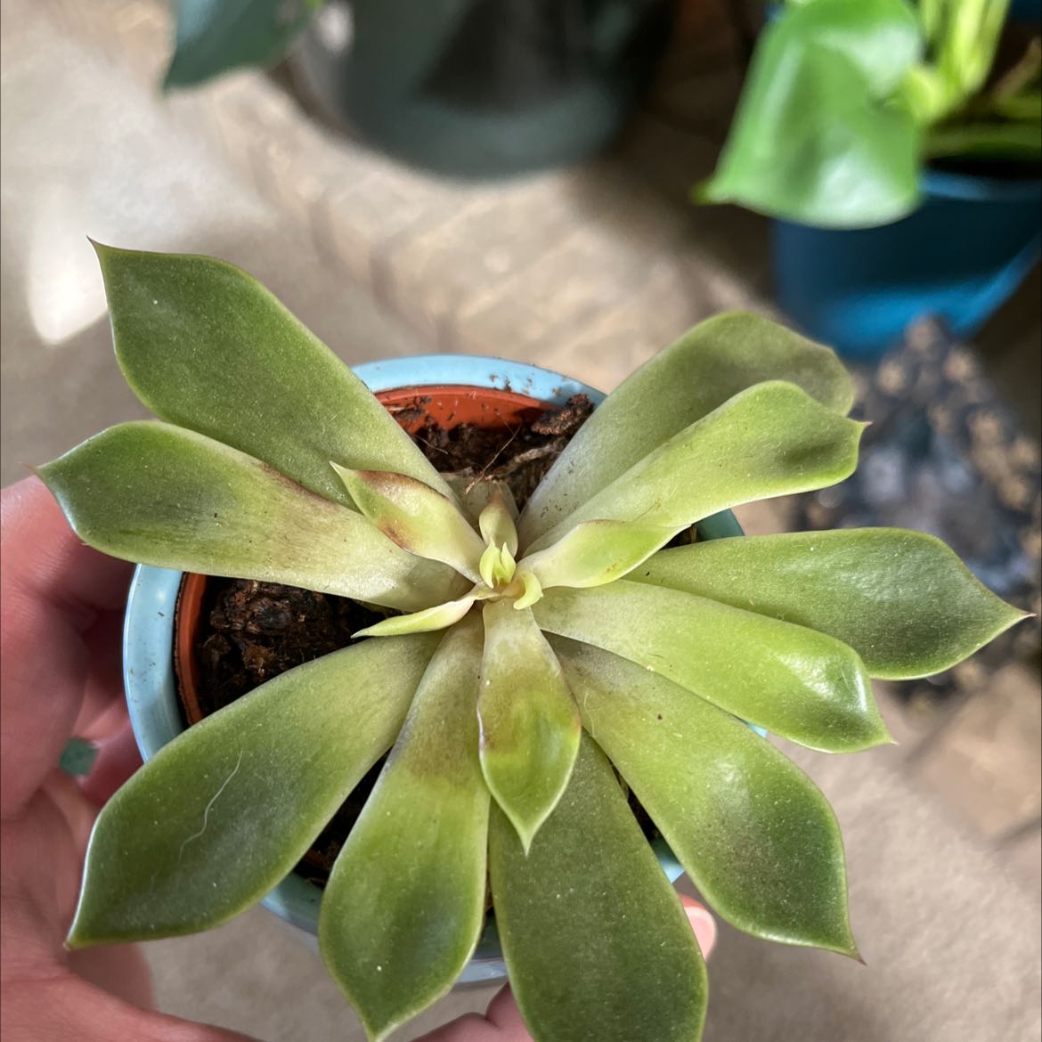 San Gabriel River Dudleya succulent in a small pot with visible soil and green leaves.