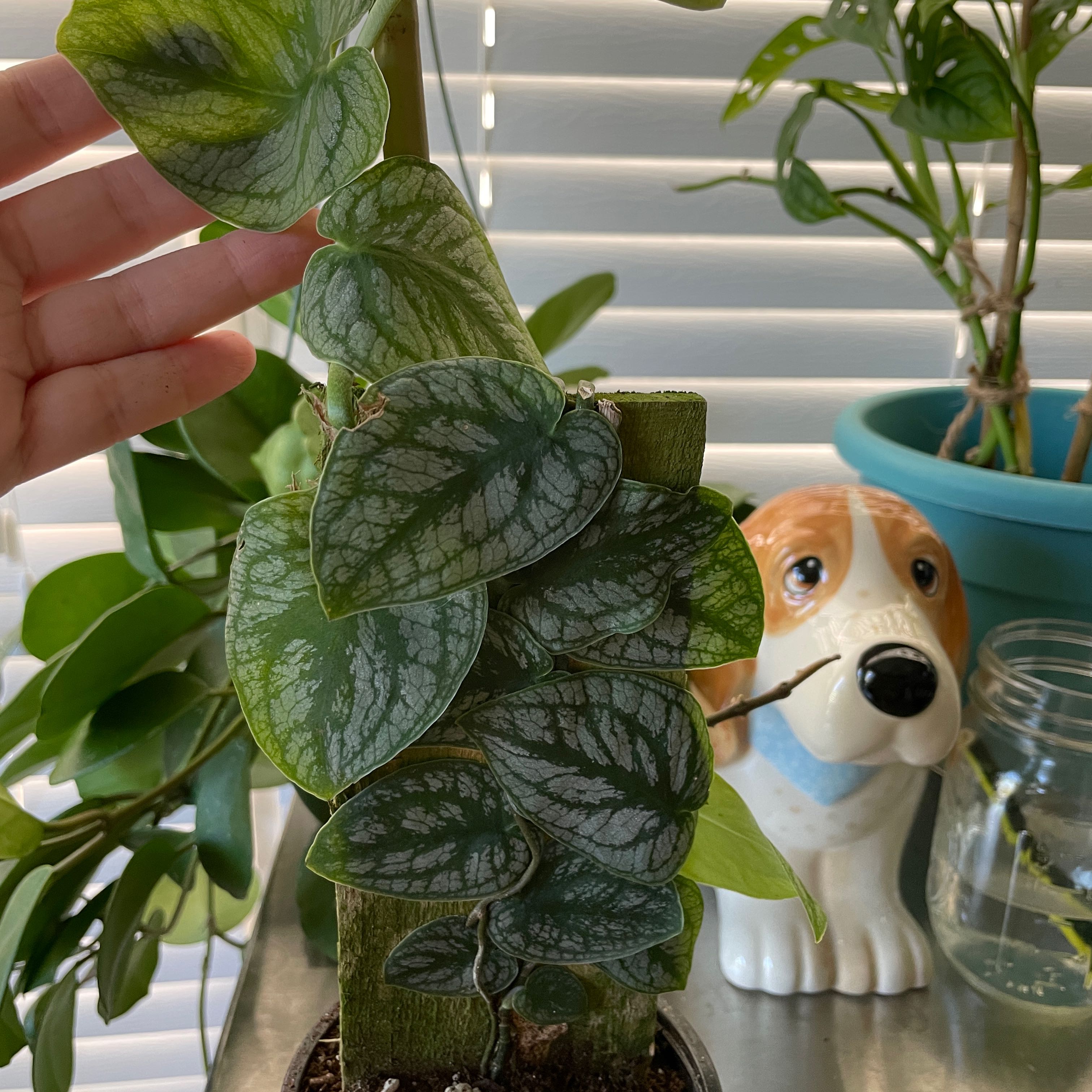 Photo of the plant species Velvet Shingler Monstera by @Heatherb named Leonardo on Greg, the plant care app