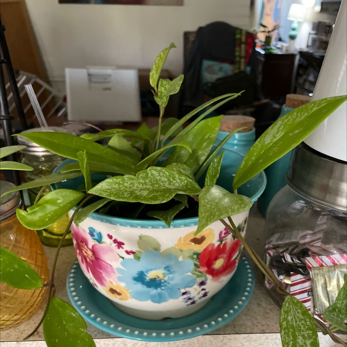 Hoya pubicalyx 'Splash' plant in a decorative pot with vibrant green leaves and splash patterns.