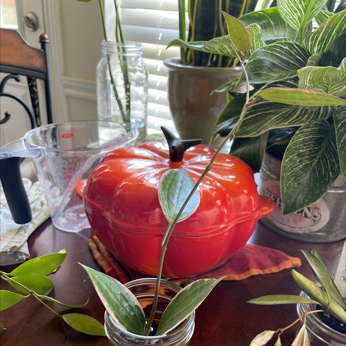 Hoya macrophylla plant with elongated leaves, surrounded by household items and other plants.