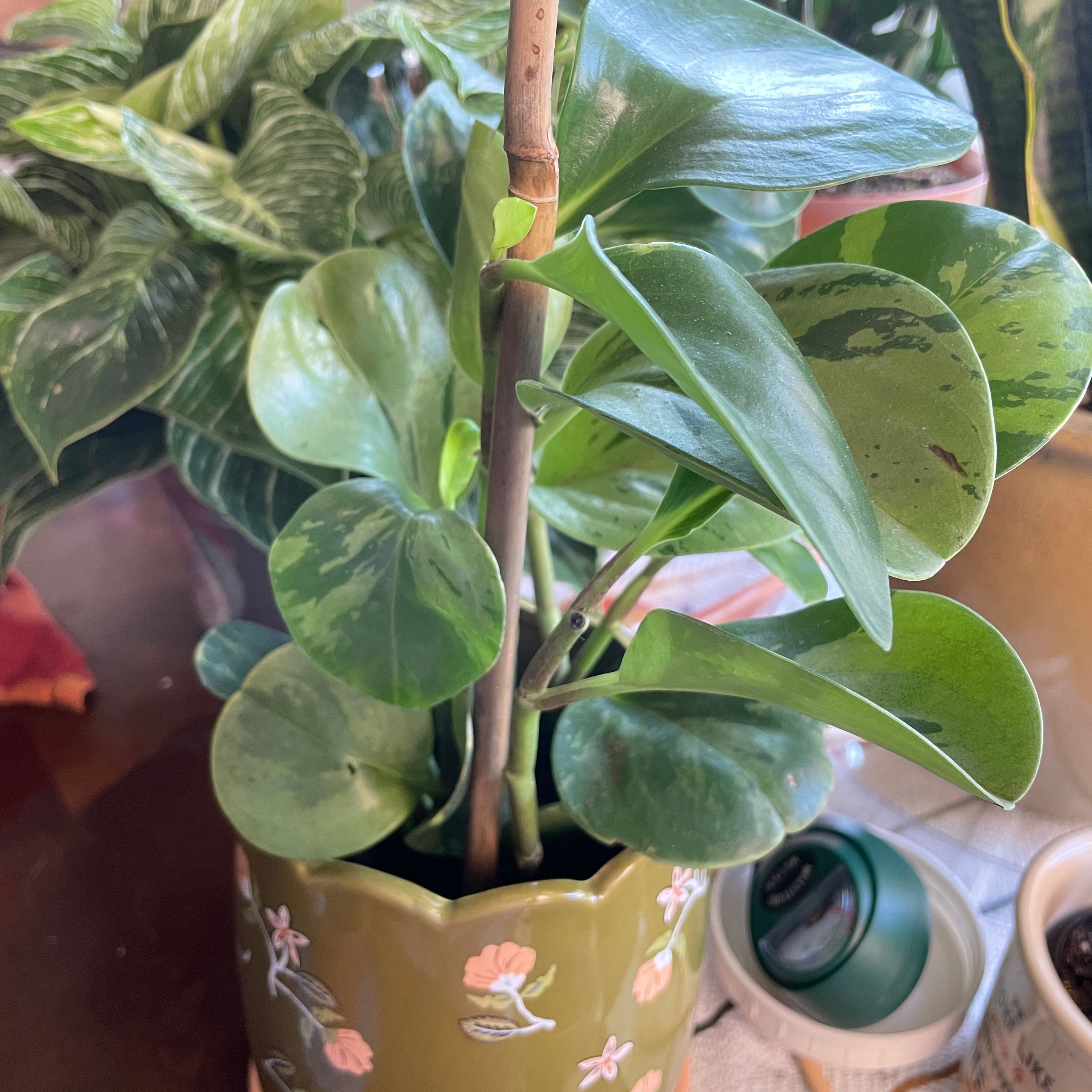 Marble Peperomia plant in a decorative pot with healthy green leaves.