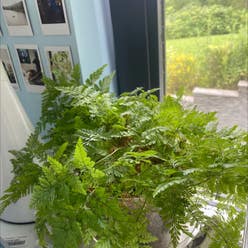 Davallia Fern plant